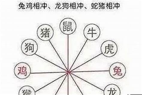 兔子的三合六合|属兔和什么属相相冲 生肖兔和什么属相不合